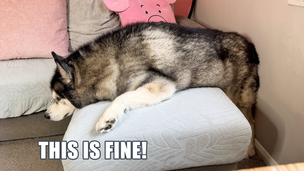 Husky Can’t Master Chairs! & Denies Falling Off!