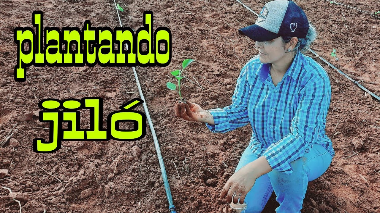 plantando jiló,dica de espaçamento..