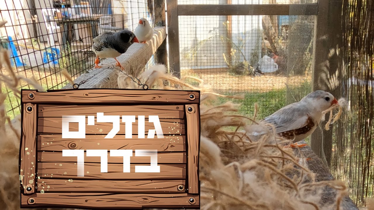 ציפורי הנוי שלנו מסוג זברה פינק התחילו לקנן