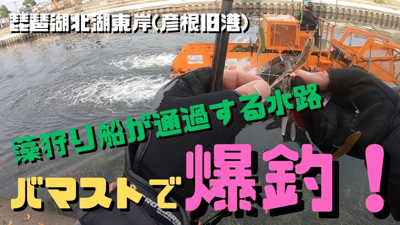 【琵琶湖バス釣り】中古屋さんで50円のワームに、余っていたワームを組み合わせてバマスト！藻狩り船もなんのそのの釣果にビックリ！