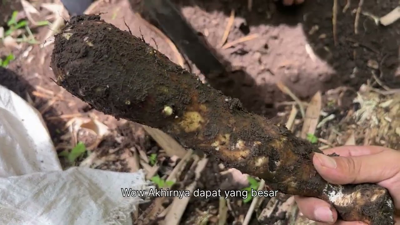 Menggali Talas di Kebun Ayah 