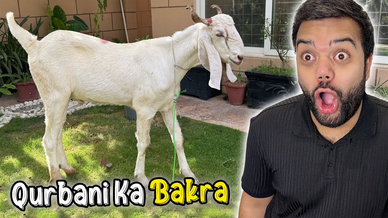 Qurbani Ka Bakra Le Liya 😍 | Bakray Aur Shippu Ki Dosti Nahi Ho Rahi 😭