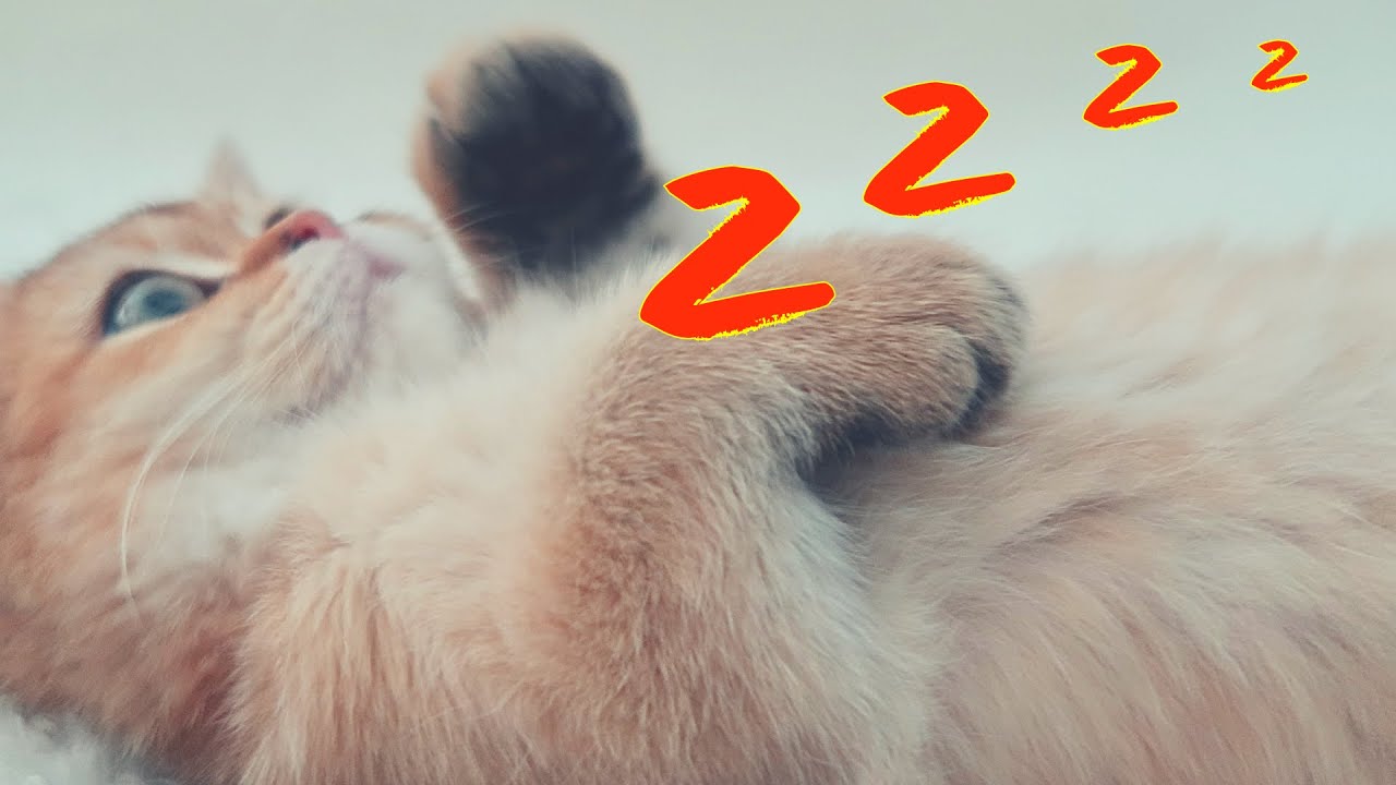 Fun cat sleeping beauty vlog | Cute british shorthair kitten kneading bread pillow, new kitten home😻