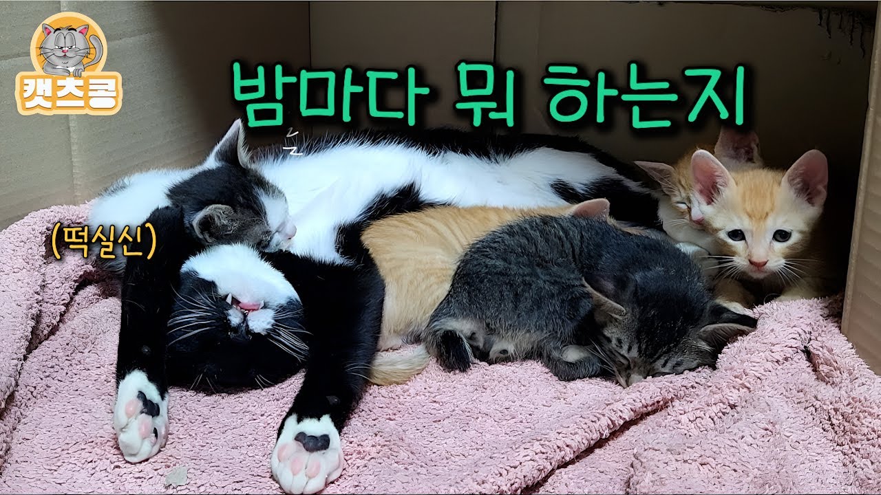 낮에 잠만 자는 떡실신 고양이의 밤 생활... 반전감동 😍