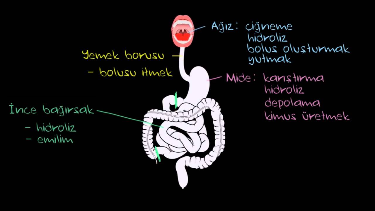 Gastrointestinal Yol (Sindirim Yolu) ile Tanışın! (Sağlık ve Tıp)