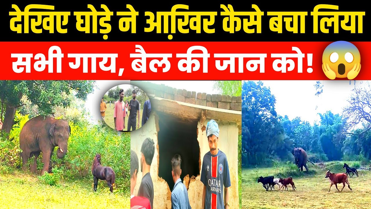 देखिए हाथी 🐘ने कैसे मचाया हड़कंप 😱 | घोड़े ने बचा लिया गाय बैल की जान 😲 | #ViralVideo #Viralnews