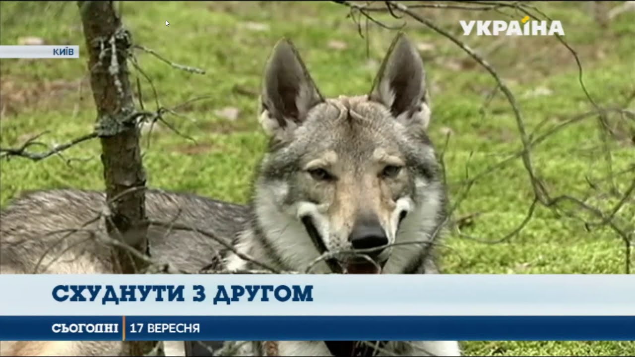 Все о породе Чехословацкий влчак на телеканале Украина