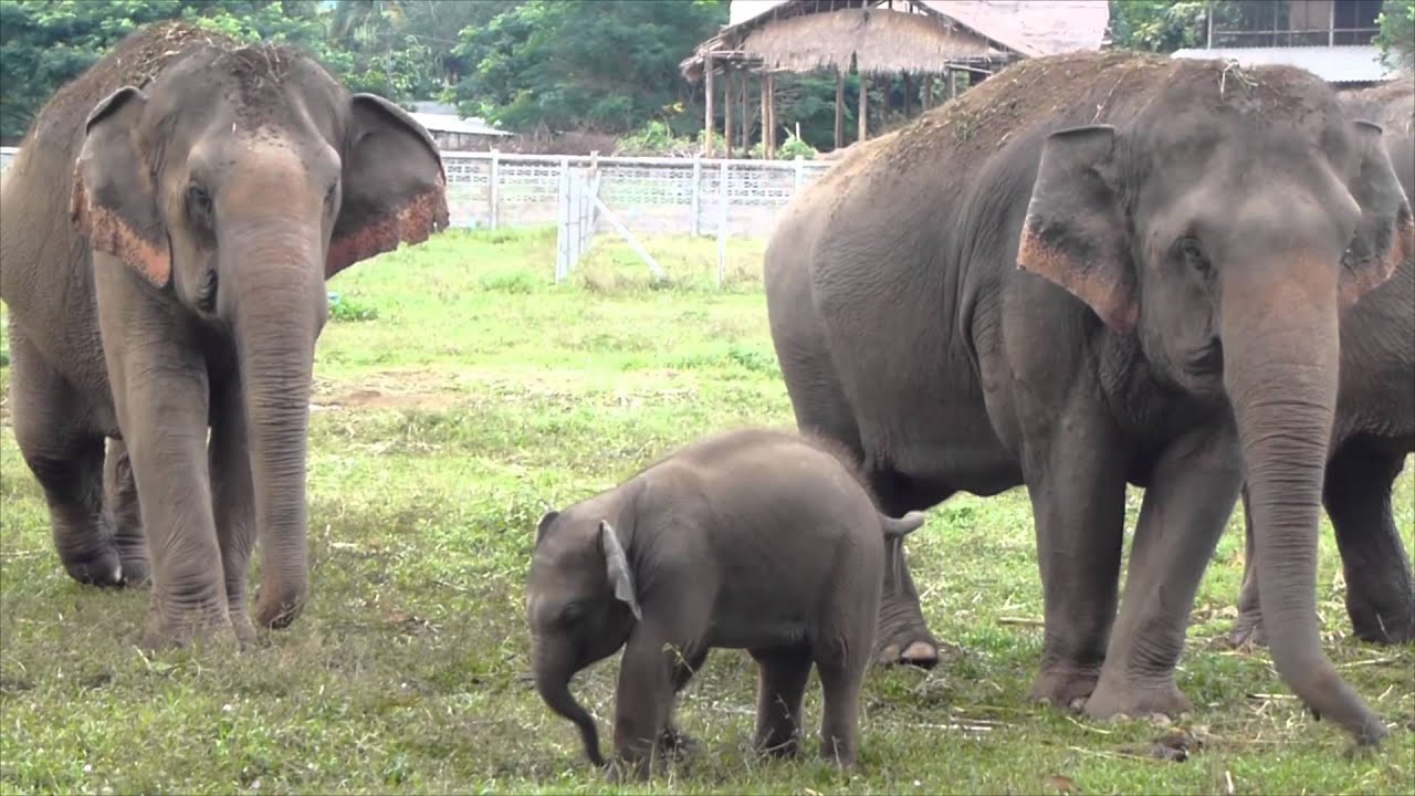 Elephant Nature Park's Beautiful Yindee