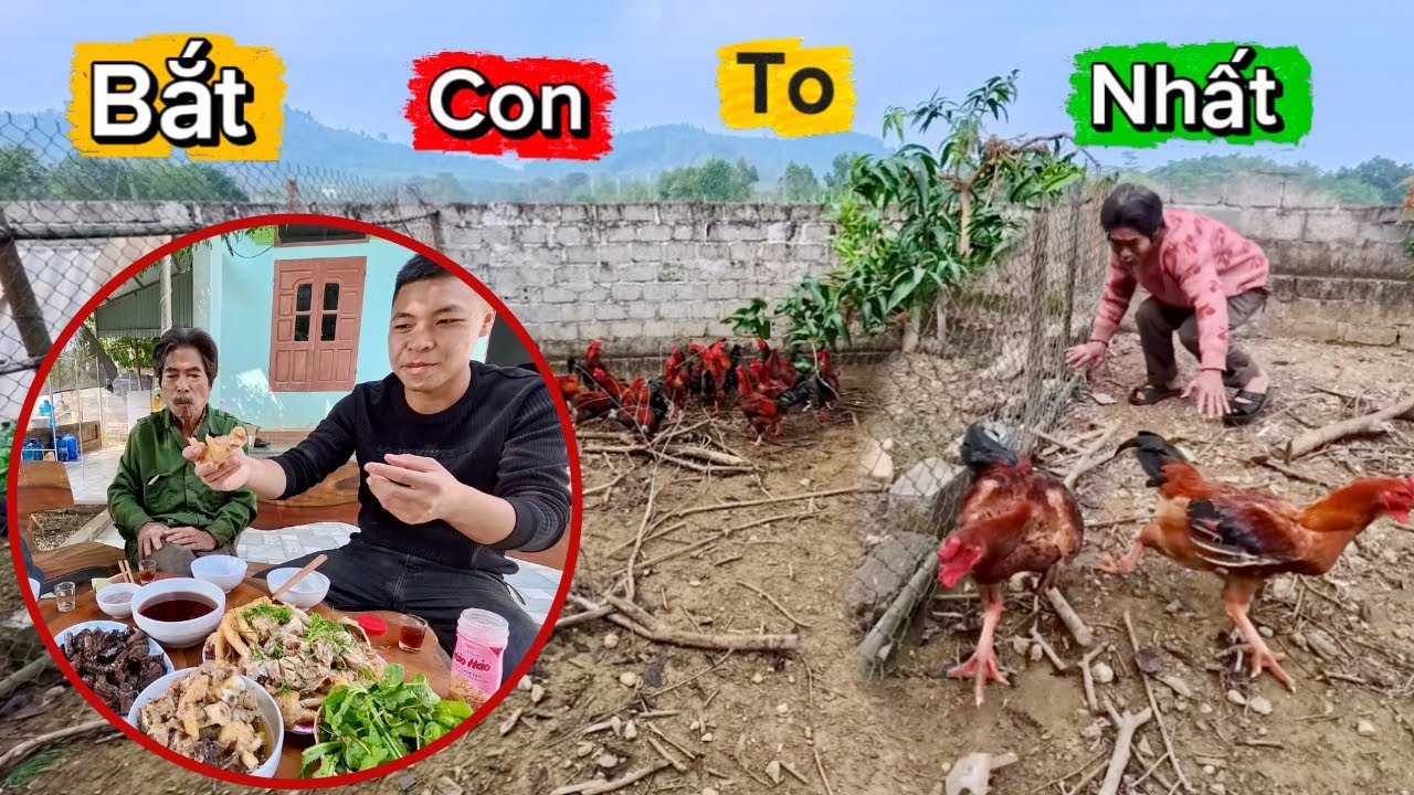 Đãi Bác Thông Và Chú Hải Con Gà To Nhất Chuồng Ăn Mừng Nồi Cao Ban Long Mới | HUY ANH TV