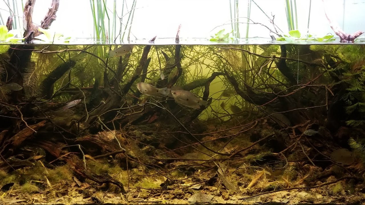 #BADC2019 / Small pond system, downstream of Mekong river delta, Hau Giang, Vietnam, 288 L