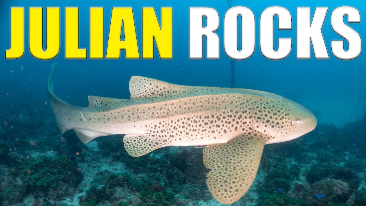 LEOPARD Sharks Of Julian Rocks In Byron Bay 🦈