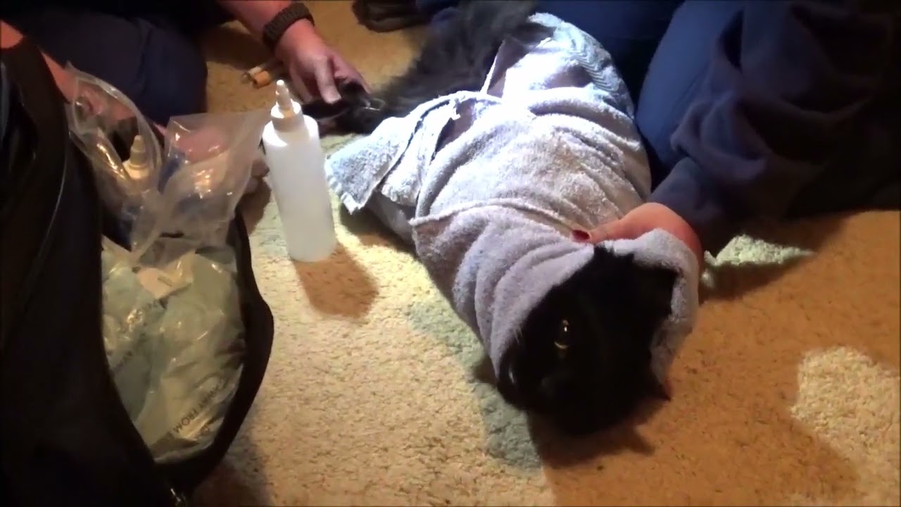 Mr. Eko vs. the Vet: Level 2 - Blood Draw