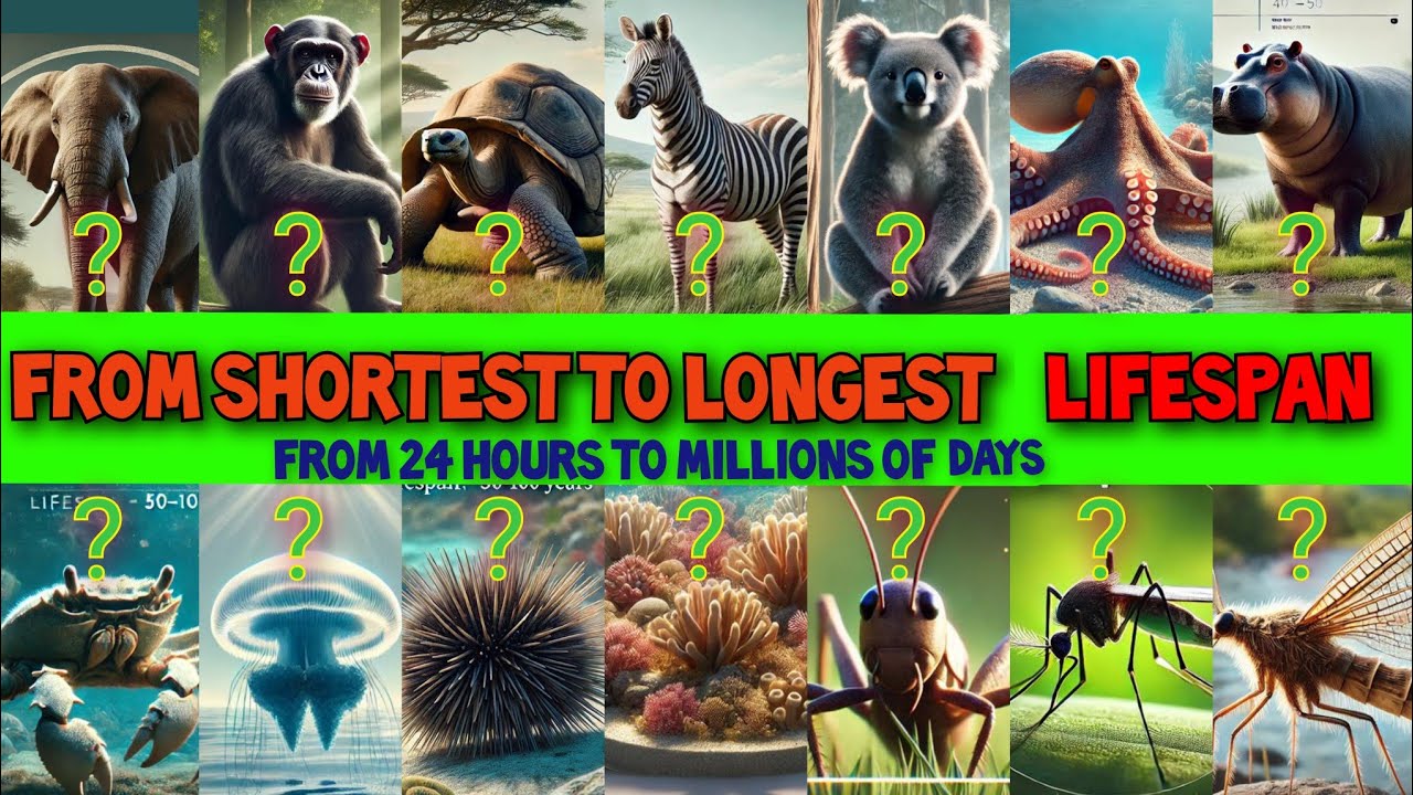 The Shortest and Longest Lifespans Of Animals | Animals Lifespans