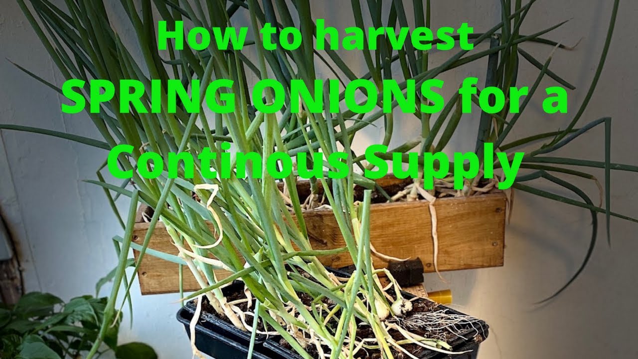 How To Harvest Spring Onions For A Continuous Supply