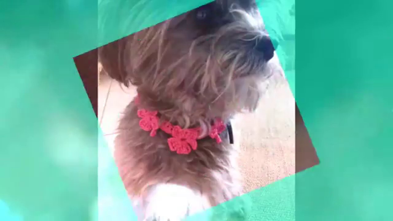 Collare per cani all' uncinetto : Vi presento Molly
