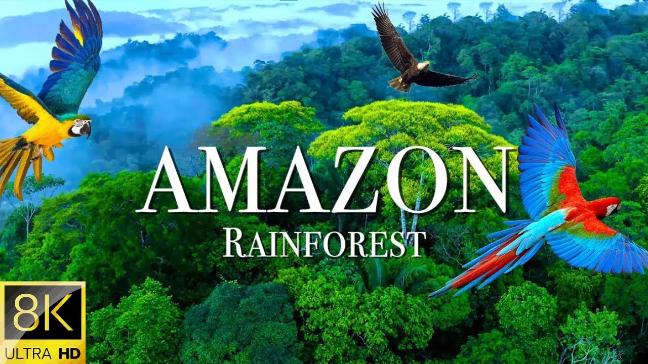 Amazon Rainforest 4K UHD | World's Largest Rainforest | Amazon Jungle | Amazon Forest