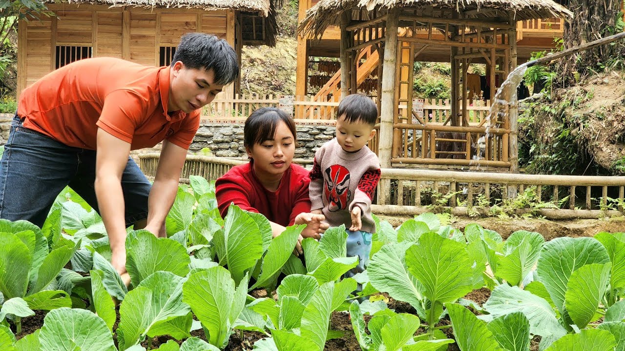 Harvesting vegetable garden Goes to market sell | gardening - Chúc Tòn Bình