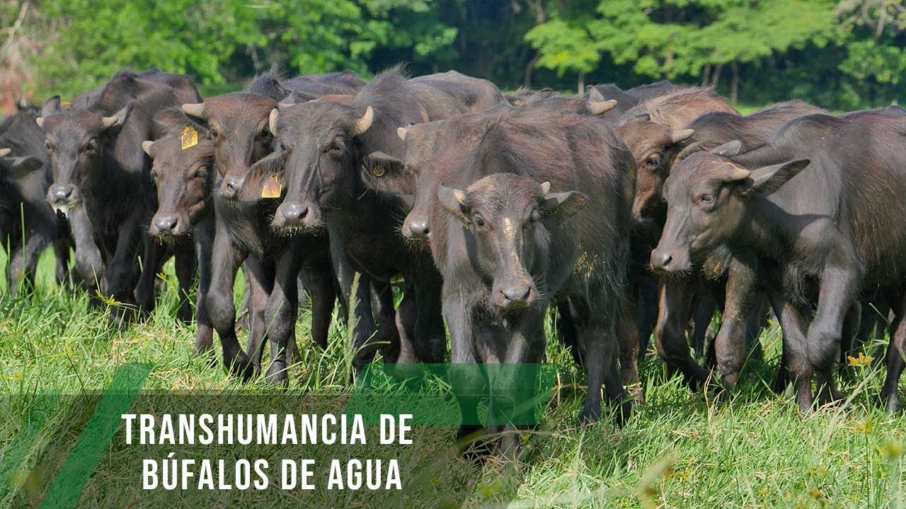 Transhumancia de Búfalos de agua - TvAgro por Juan Gonzalo Angel Restrepo