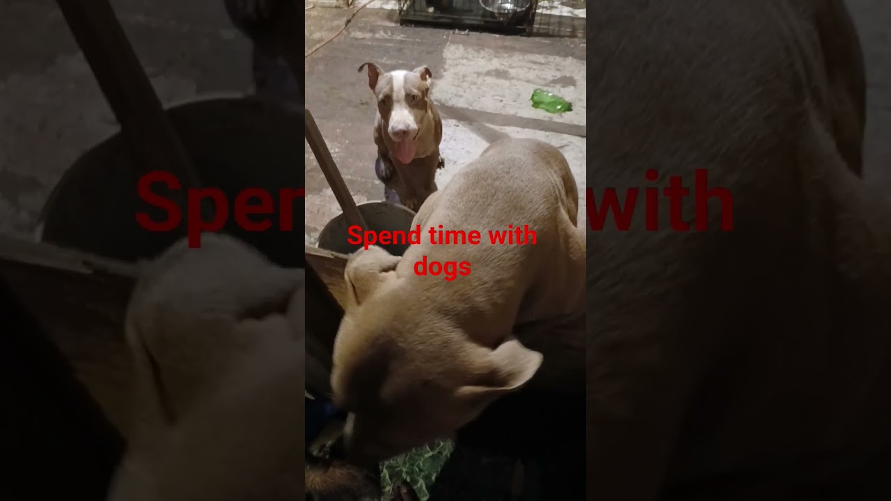 spend time with dogs #myanimals