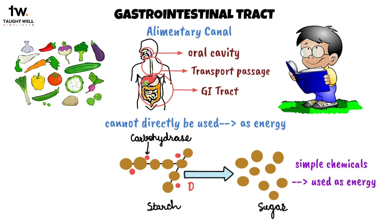 Functional Anatomy of the Gastrointestinal Tract