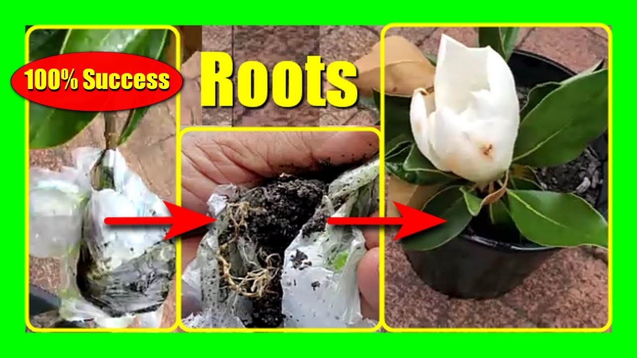 Air Layer Magnolia Tree: Easy Magnolia Propagation Trick!