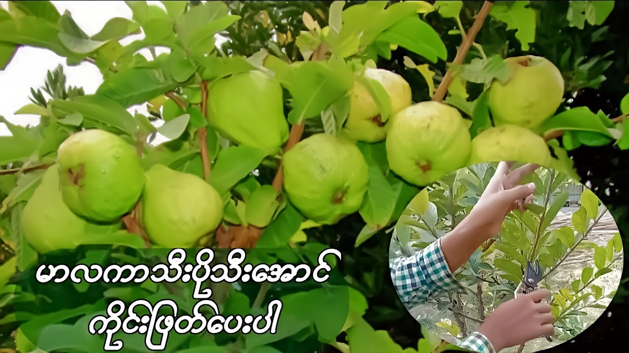 မာလကာပင်ကိုင်းဖြတ်ခြင်းရဲ့ကောင်းကျိုးများ