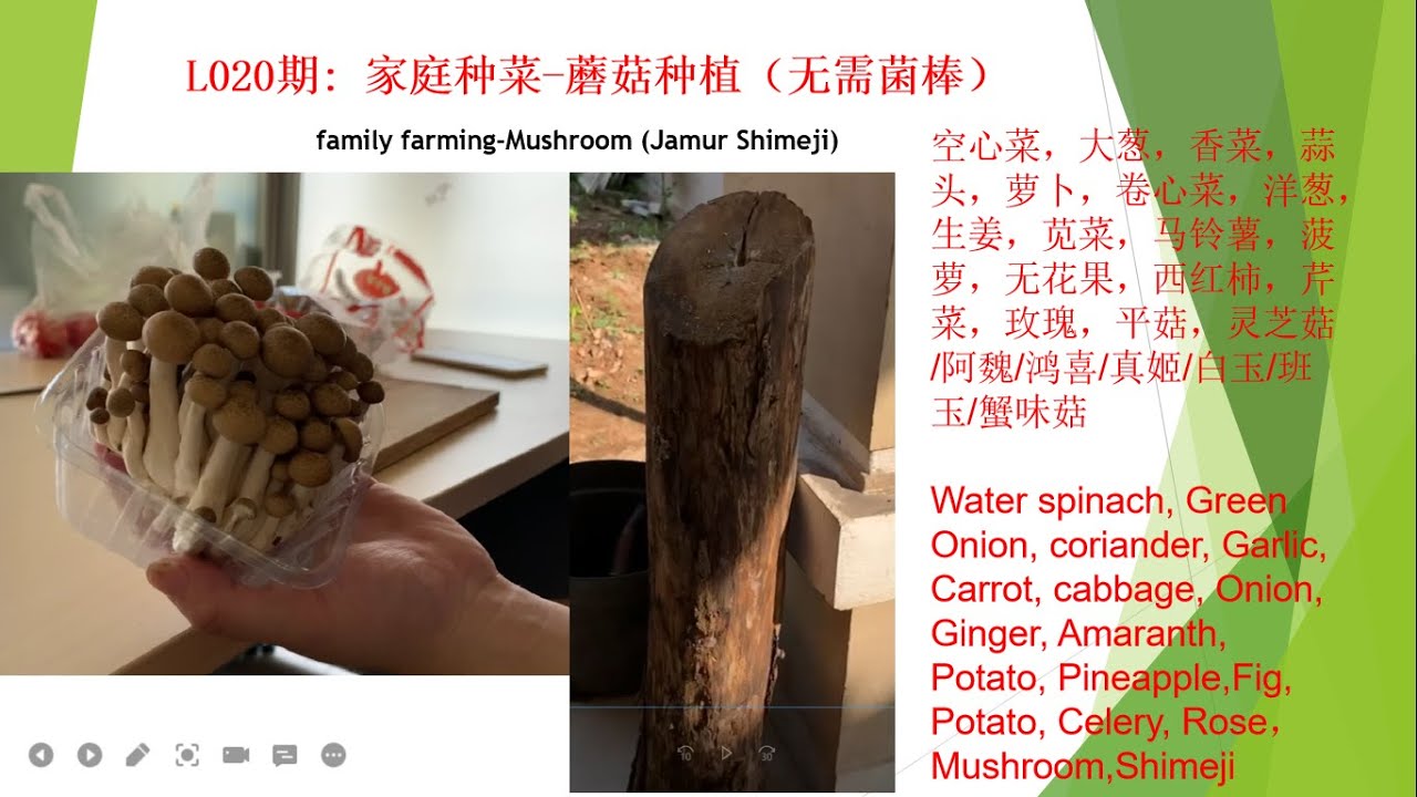 L020期:家庭种菜-蘑菇种植(无需菌棒),family farming-Mushroom (Jamur Shimeji),皮特模型