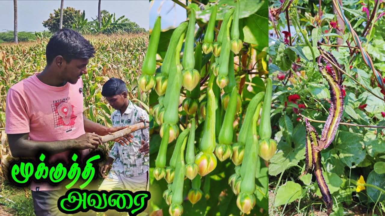 🌱🫛கொடியில் கொத்தாக தொங்கிய மூக்குத்தி அவரை ☘️🍃