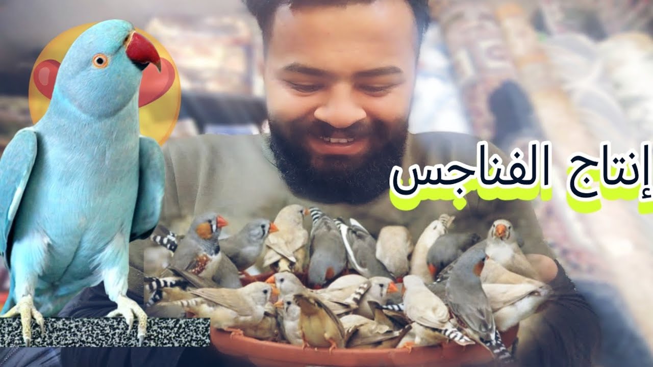 شوفوا شكد عدنا افراخ فناجس 😍 فتح اعشاش الفناجس وباقي الطيور 🦜 اسماك الزينه