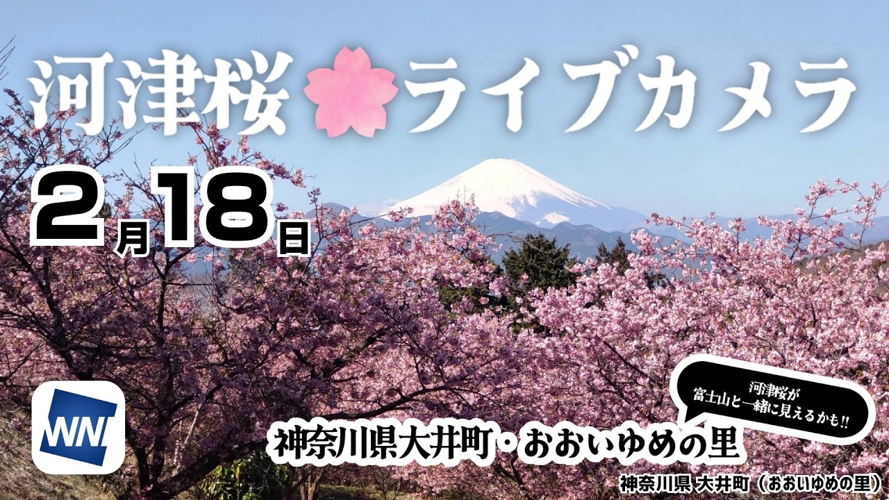 【桜ライブカメラ2026】河津桜／「神奈川県 大井町（おおいゆめの里）」/Cherry Blossom Live Camera　 2026年2月18日(水)  #桜  #さくら #河津桜