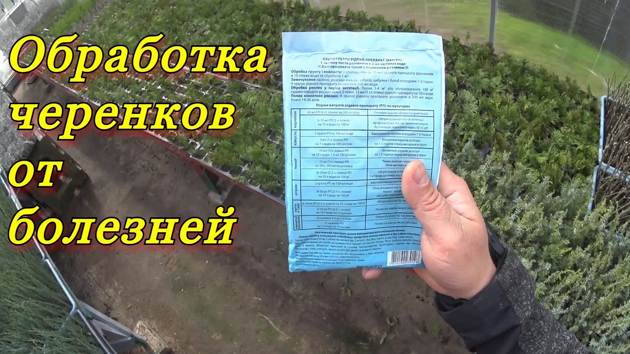 Фитоспорин - защита укореняемых черенков декоративных растений от грибковых заболеваний.