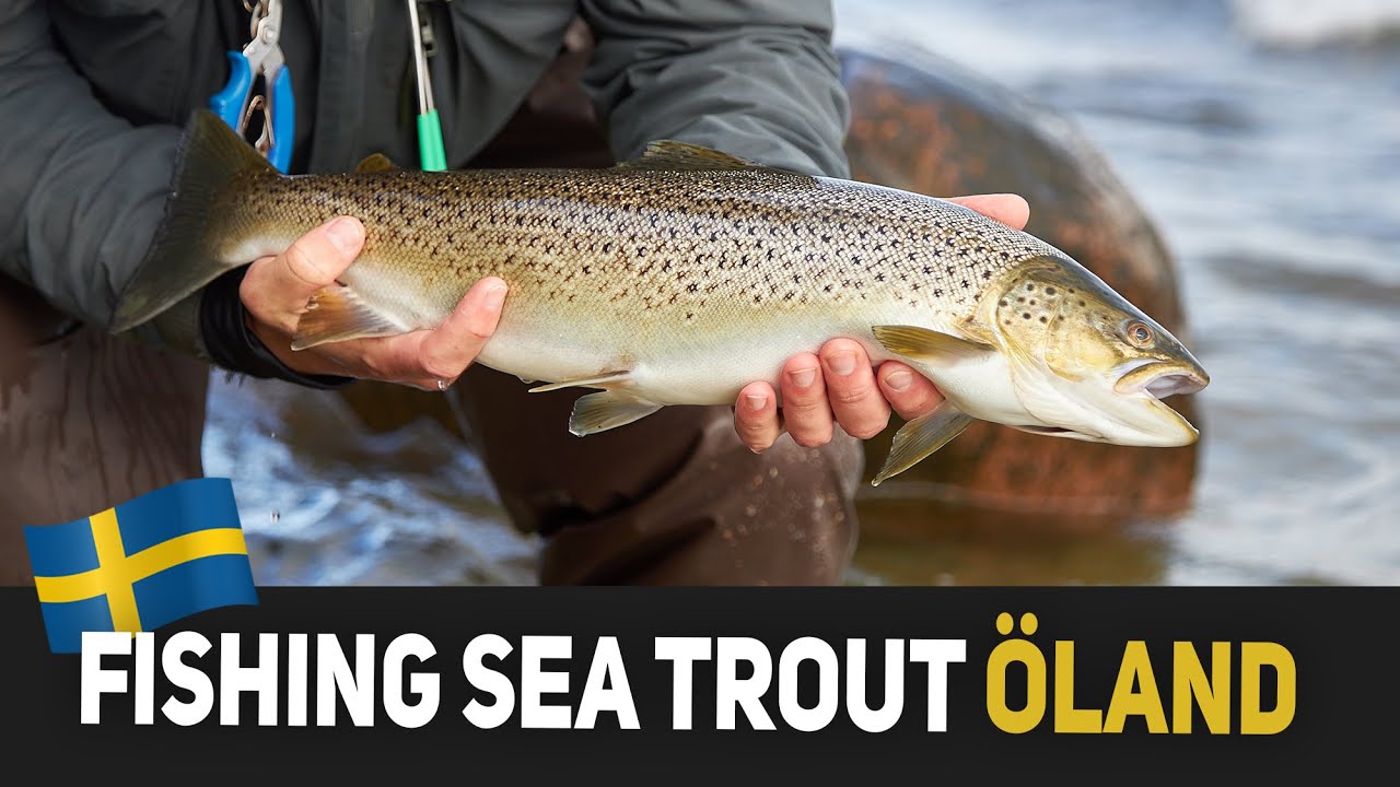 Fishing Sea Trout In Öland - Chasing Big Sea Trout In Sweden!