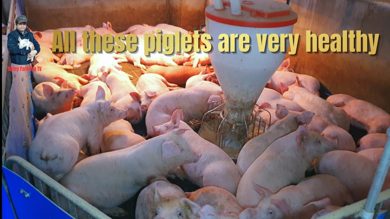 All these piglets are very healthy. | Video 39 |