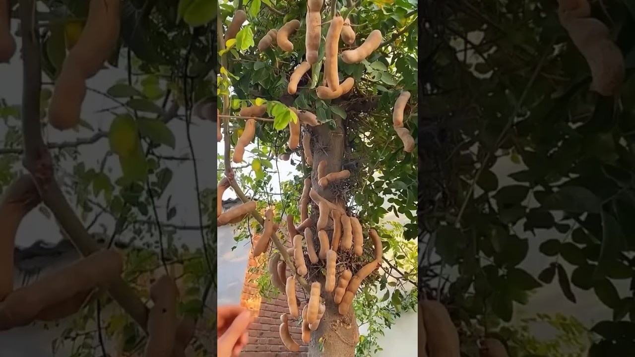 Tamarind Tree | #trending #ytshorts #viralvideo #reels #syamala #shorts #emlie #tamarind #viral