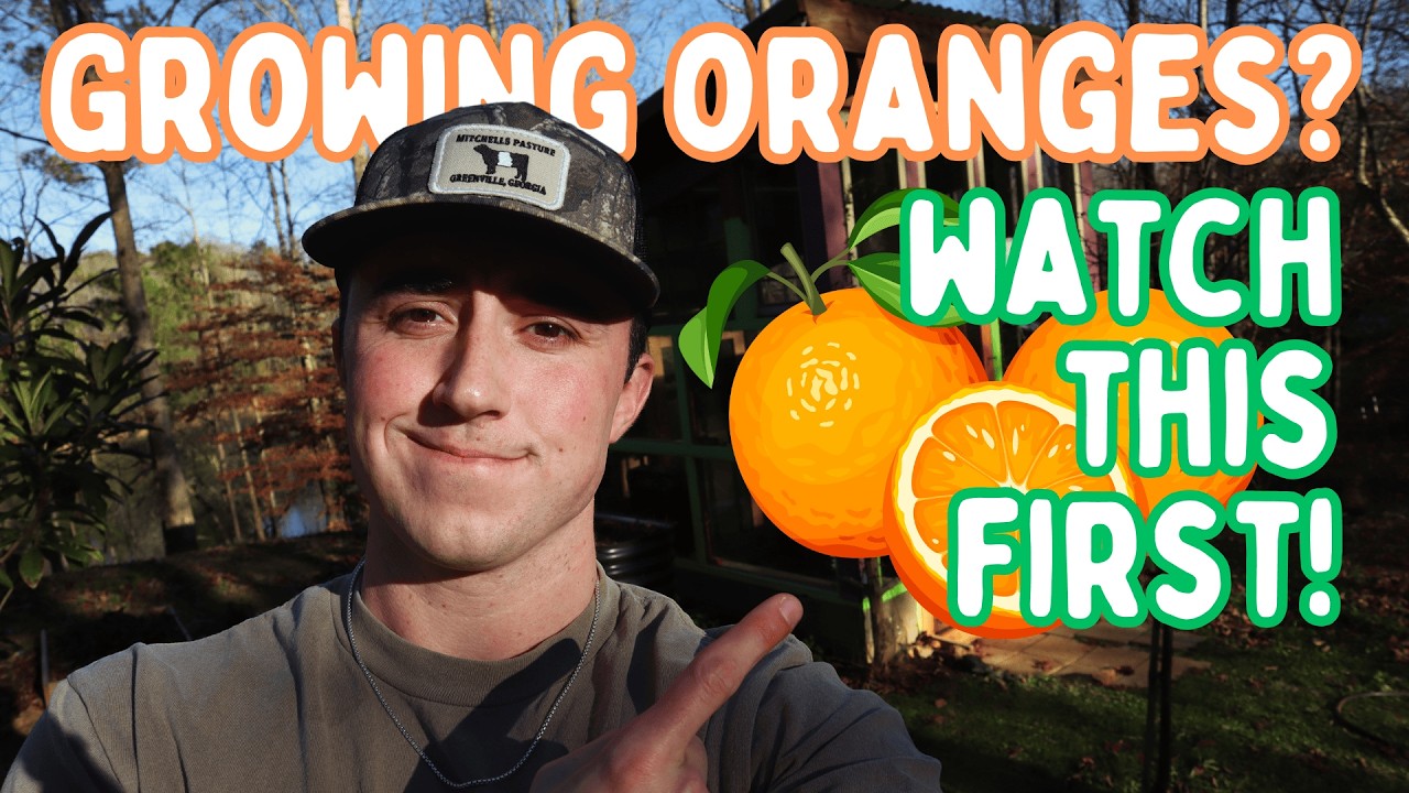 Tips on Growing Orange Trees No Matter Where You Live!
