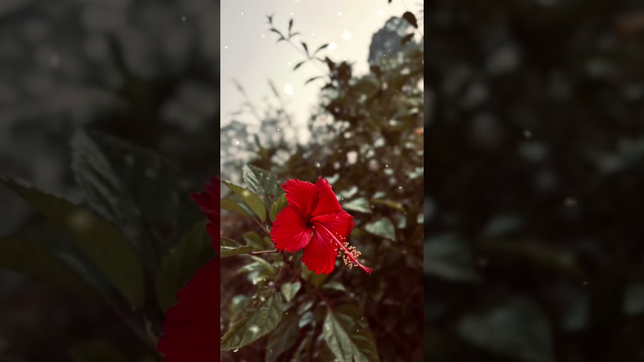 …🌺🍃