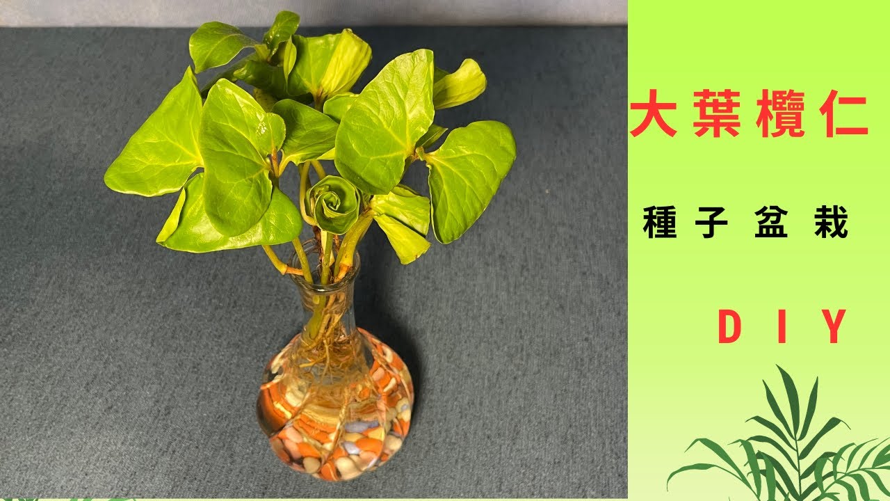 種子盆栽DIY教學--大葉欖仁