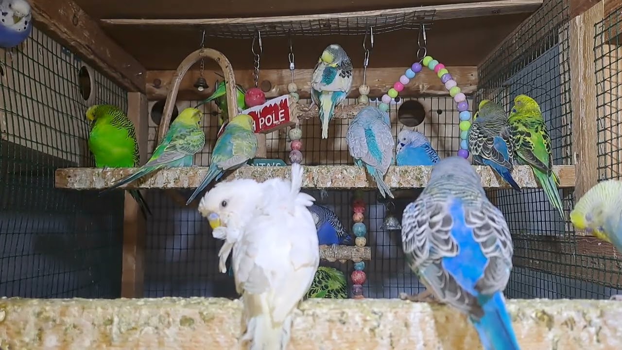 Parrots – Natural Instincts