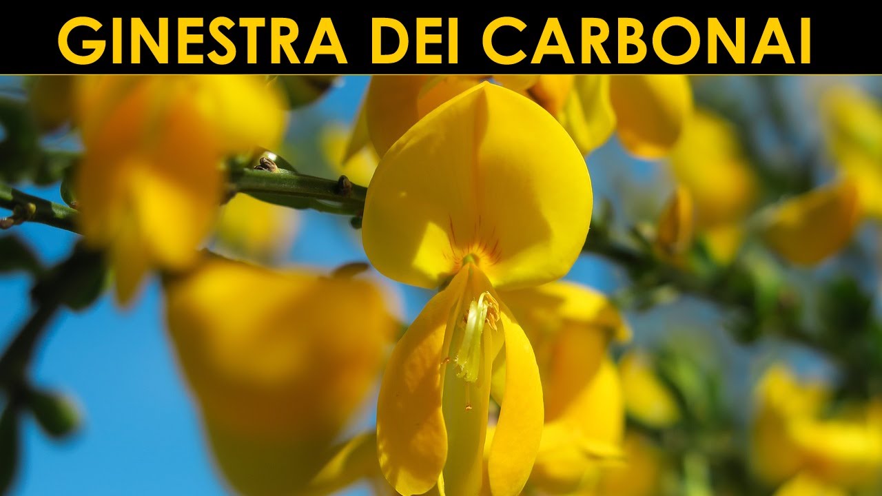 VErba Volant - La ginestra dei carbonai
