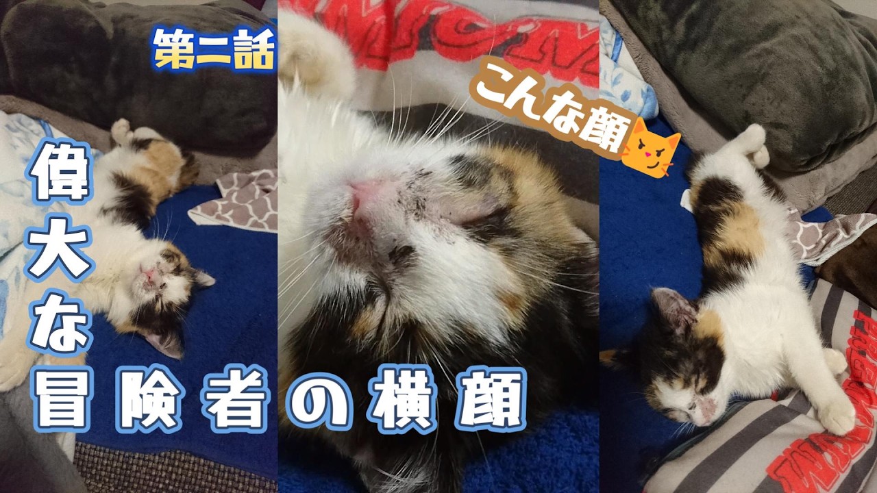 保護したみーくんは元気いっぱい！　だけども・・・ 　三毛猫みーくん日記