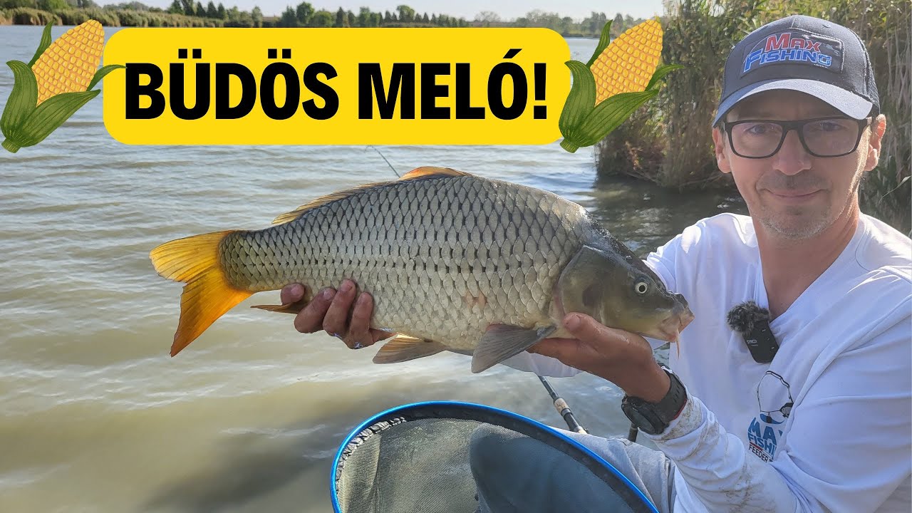Büdös meló!
