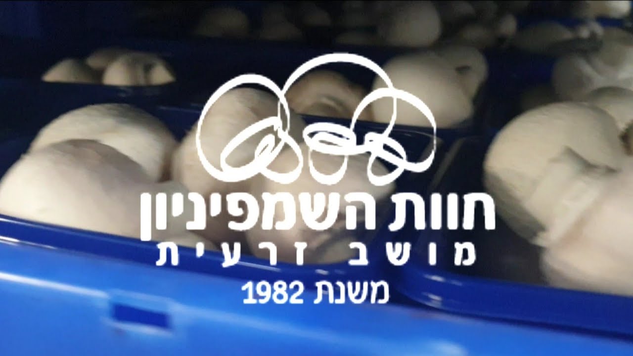AGROSTUDIES 2018-2019|Champinion Farm (Daily Farm Activities)|Israel