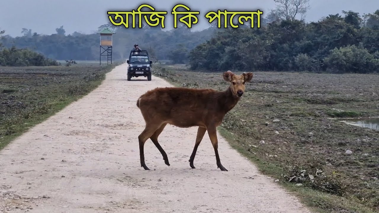 আজি কি কি পালো SAFARI ত | Kaziranga Jeep Safari vlog | Kaziranga National Park 