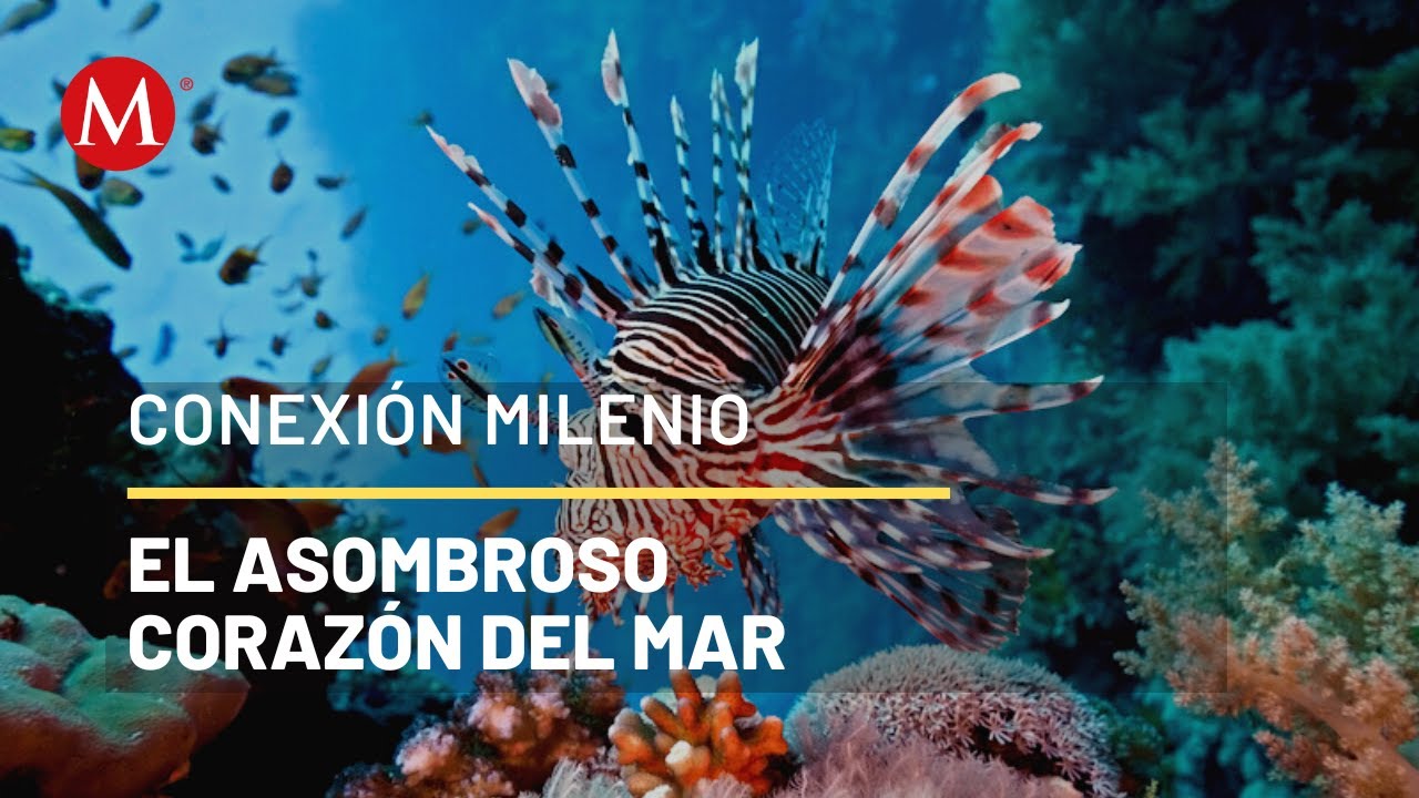 Peces del Mar Caribe | Conexión Milenio