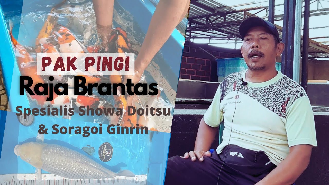 DULU DIREMEHKAN KINI MENJADI RAJA BRANTAS | Breeder & Seller Koi Di Blitar