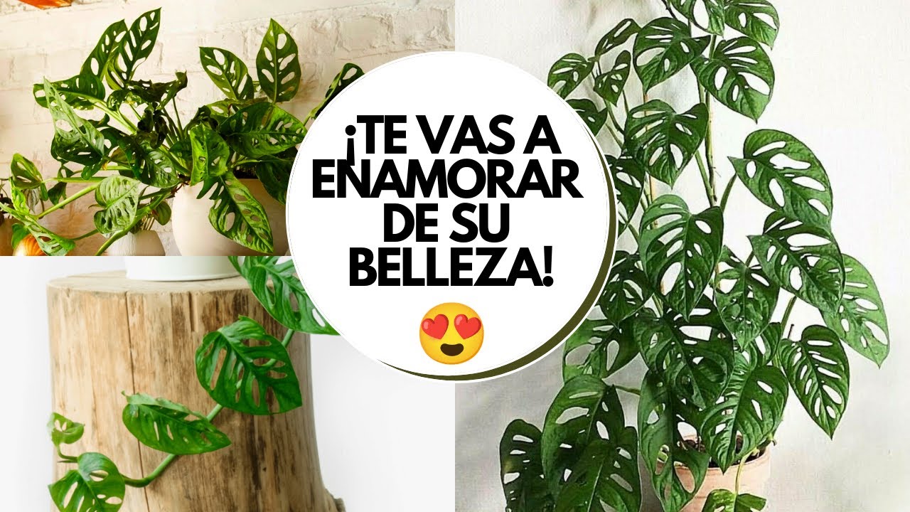 Telefono esqueleto cuidados / Monstera adansonii cuidados y reproduccion