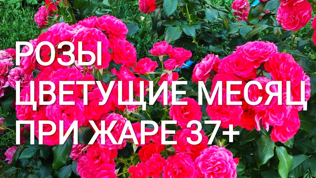 РОЗЫ которые долга держат цветок. ОМАЖ А БАРБАРА, ПОЭЗИЯ, ШАРТРЕЗ ДЕ ПАРМ, ЧЕРРИ ГЕРЛ