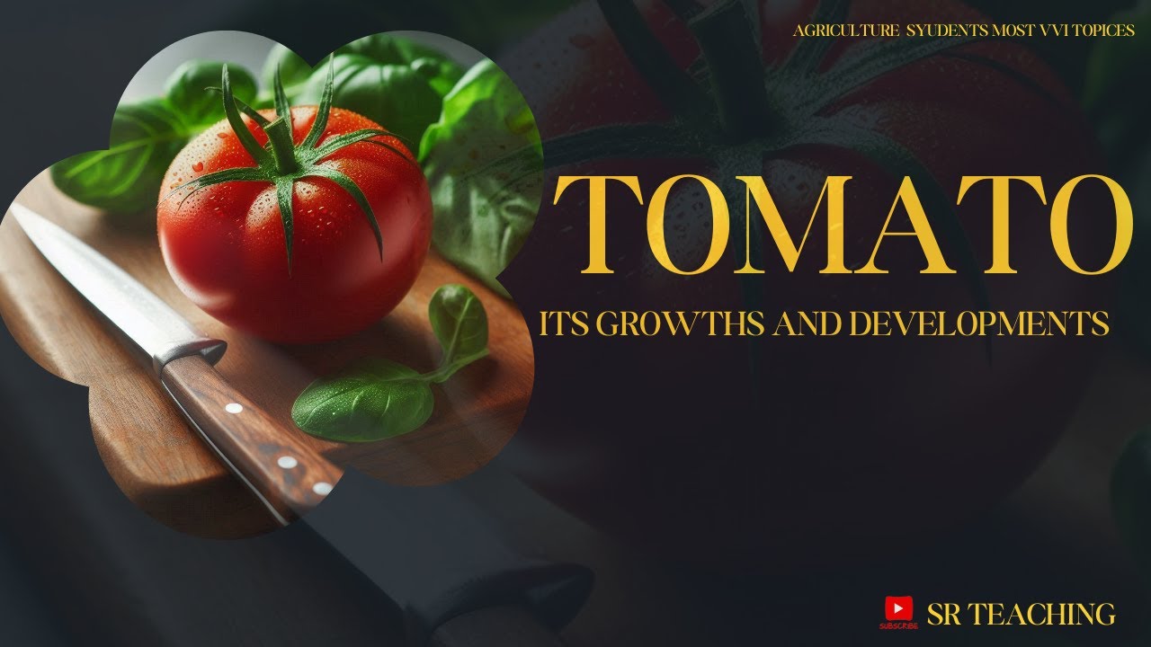 TOMATO ..HOW TO GROW AND DEVELOPMENT