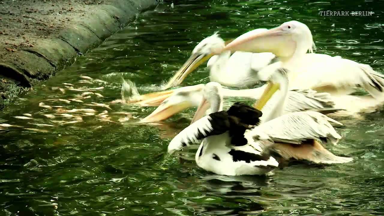 Die Pelikane Tierpark Berlin