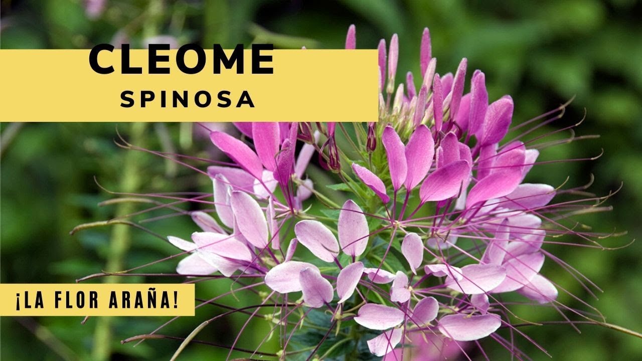 Cleome spinosa o flor araña - Decogarden - Jardinatis